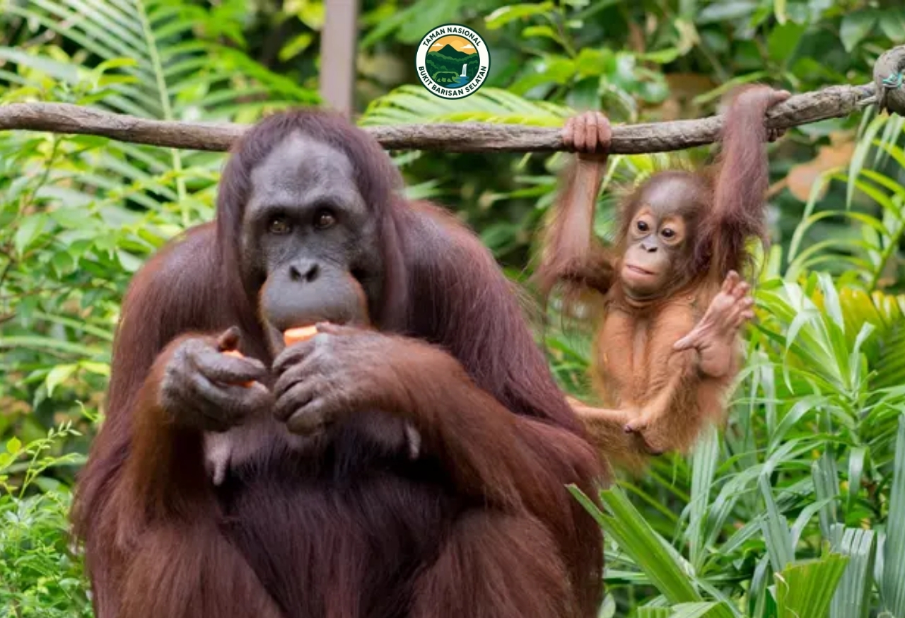Survei Orang Utan