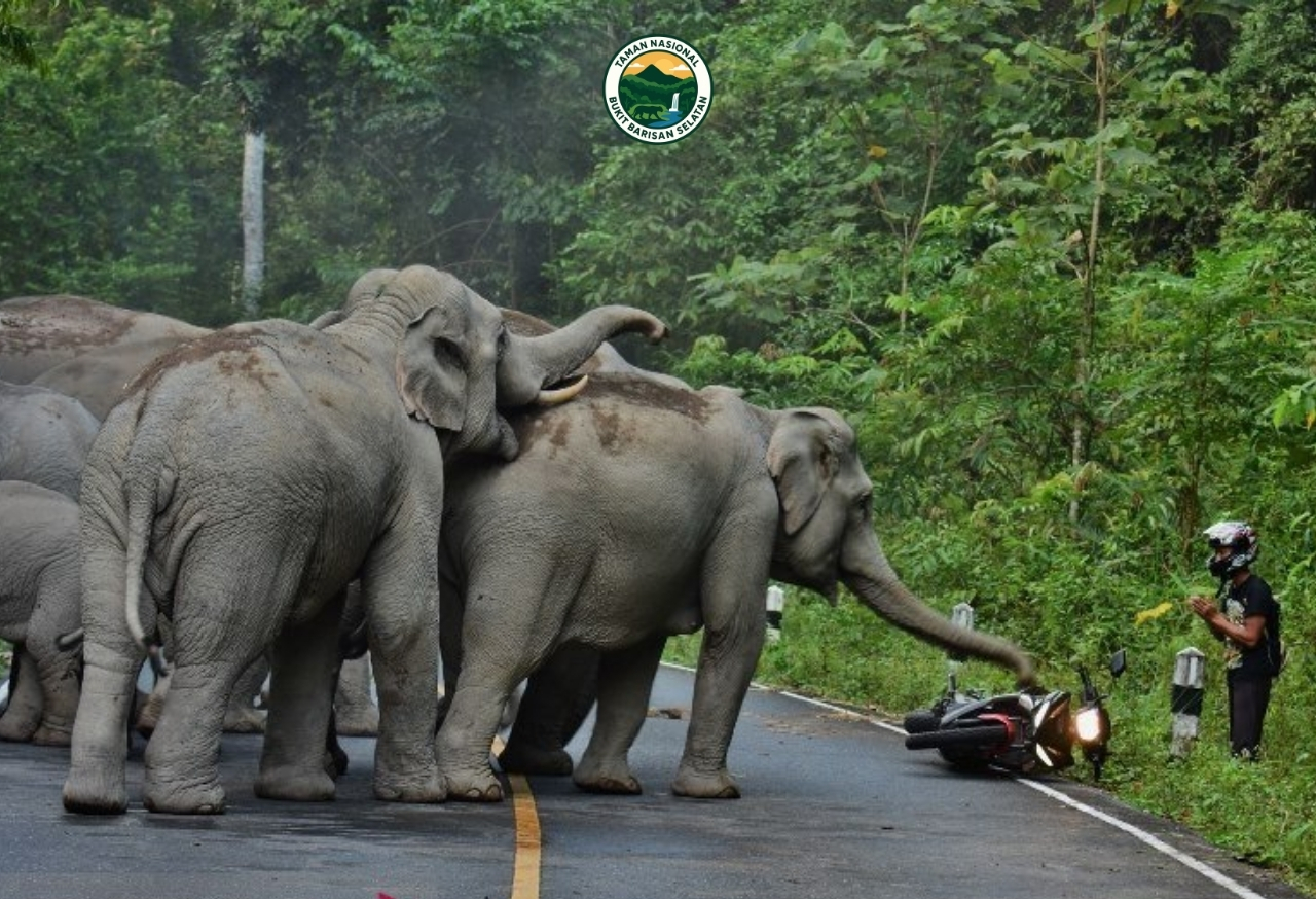 Pelestarian Satwa Liar